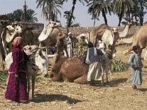 Camel Market, Darwa, Egypt, North Africa, Africa-Doug Traverso-Photographic Print