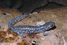 Blue spotted salamander juvenile (Ambystoma laterale) Maryland, USA-Doug Wechsler-Photographic Print