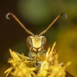 Snake-mimic caterpillar, that resembles a viper, Costa Rica-Doug Wechsler-Photographic Print