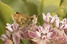 Peck's skipper butterfly feeding on flowers, Philadelphia, Pennsylvania-Doug Wechsler-Photographic Print