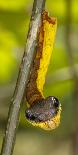 Blue spotted salamander juvenile (Ambystoma laterale) Maryland, USA-Doug Wechsler-Laminated Photographic Print