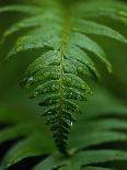 Fern Leaf-Doug Wilson-Photographic Print