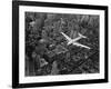 Douglas 4 Flying over Manhattan-Margaret Bourke-White-Framed Photographic Print