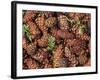 Douglas Fir Cone, Olympic National Park, Washington State, USA-Gavriel Jecan-Framed Photographic Print