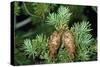 Douglas Fir Cones-null-Stretched Canvas