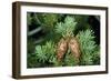 Douglas Fir Cones-null-Framed Photographic Print