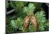 Douglas Fir Cones-null-Mounted Photographic Print