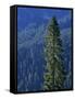 Douglas Fir in Mount Rainier National Park-Paul Souders-Framed Stretched Canvas