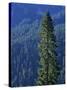 Douglas Fir in Mount Rainier National Park-Paul Souders-Stretched Canvas