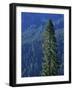 Douglas Fir in Mount Rainier National Park-Paul Souders-Framed Photographic Print