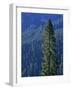 Douglas Fir in Mount Rainier National Park-Paul Souders-Framed Photographic Print