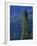 Douglas Fir in Mount Rainier National Park-Paul Souders-Framed Photographic Print