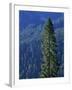 Douglas Fir in Mount Rainier National Park-Paul Souders-Framed Photographic Print