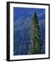 Douglas Fir in Mount Rainier National Park-Paul Souders-Framed Photographic Print