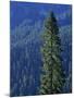 Douglas Fir in Mount Rainier National Park-Paul Souders-Mounted Photographic Print