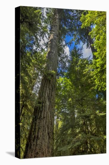 Douglas fir tree, MacMillan Provincial Park Cathedral Grove, British Columbia, Canada-Chuck Haney-Stretched Canvas