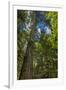 Douglas fir tree, MacMillan Provincial Park Cathedral Grove, British Columbia, Canada-Chuck Haney-Framed Premium Photographic Print
