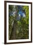 Douglas fir tree, MacMillan Provincial Park Cathedral Grove, British Columbia, Canada-Chuck Haney-Framed Premium Photographic Print