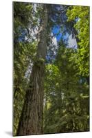 Douglas fir tree, MacMillan Provincial Park Cathedral Grove, British Columbia, Canada-Chuck Haney-Mounted Premium Photographic Print