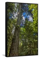 Douglas fir tree, MacMillan Provincial Park Cathedral Grove, British Columbia, Canada-Chuck Haney-Framed Stretched Canvas
