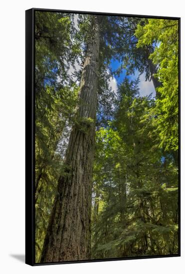 Douglas fir tree, MacMillan Provincial Park Cathedral Grove, British Columbia, Canada-Chuck Haney-Framed Stretched Canvas