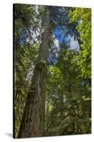 Douglas fir tree, MacMillan Provincial Park Cathedral Grove, British Columbia, Canada-Chuck Haney-Stretched Canvas