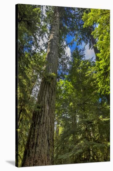 Douglas fir tree, MacMillan Provincial Park Cathedral Grove, British Columbia, Canada-Chuck Haney-Stretched Canvas