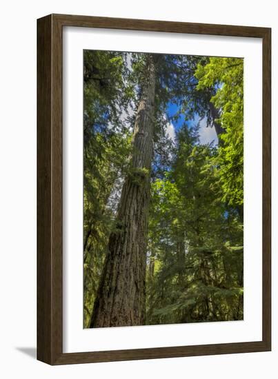 Douglas fir tree, MacMillan Provincial Park Cathedral Grove, British Columbia, Canada-Chuck Haney-Framed Photographic Print