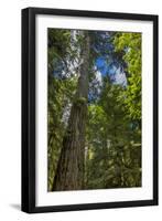 Douglas fir tree, MacMillan Provincial Park Cathedral Grove, British Columbia, Canada-Chuck Haney-Framed Photographic Print