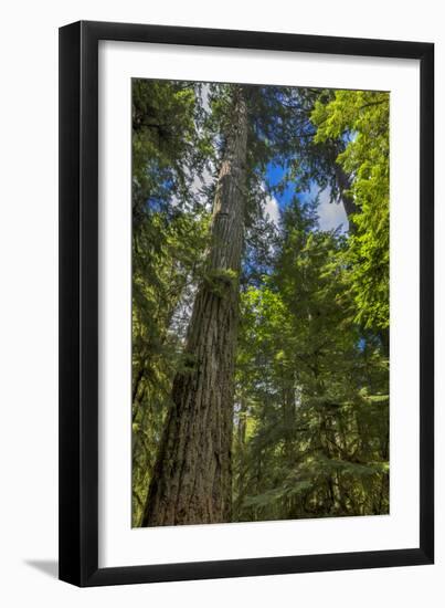 Douglas fir tree, MacMillan Provincial Park Cathedral Grove, British Columbia, Canada-Chuck Haney-Framed Photographic Print