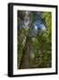 Douglas fir tree, MacMillan Provincial Park Cathedral Grove, British Columbia, Canada-Chuck Haney-Framed Photographic Print