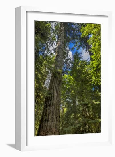 Douglas fir tree, MacMillan Provincial Park Cathedral Grove, British Columbia, Canada-Chuck Haney-Framed Photographic Print