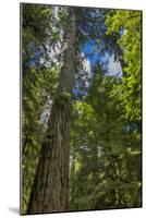 Douglas fir tree, MacMillan Provincial Park Cathedral Grove, British Columbia, Canada-Chuck Haney-Mounted Photographic Print