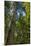 Douglas fir tree, MacMillan Provincial Park Cathedral Grove, British Columbia, Canada-Chuck Haney-Mounted Photographic Print