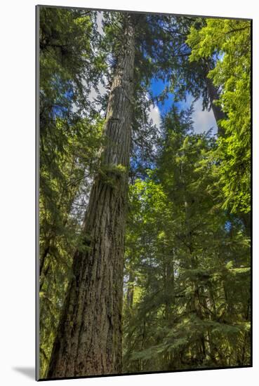 Douglas fir tree, MacMillan Provincial Park Cathedral Grove, British Columbia, Canada-Chuck Haney-Mounted Photographic Print