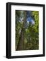 Douglas fir tree, MacMillan Provincial Park Cathedral Grove, British Columbia, Canada-Chuck Haney-Framed Photographic Print