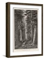 Douglas Firs and Gigantic Cedar-null-Framed Art Print