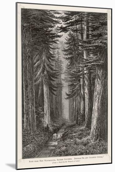 Douglas Firs and Gigantic Cedar-null-Mounted Art Print