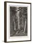 Douglas Firs and Gigantic Cedar-null-Framed Art Print