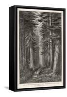 Douglas Firs and Gigantic Cedar-null-Framed Stretched Canvas