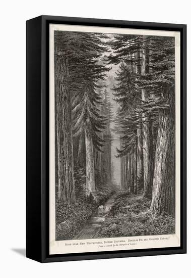 Douglas Firs and Gigantic Cedar-null-Framed Stretched Canvas