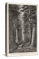 Douglas Firs and Gigantic Cedar-null-Stretched Canvas