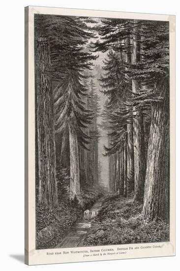 Douglas Firs and Gigantic Cedar-null-Stretched Canvas