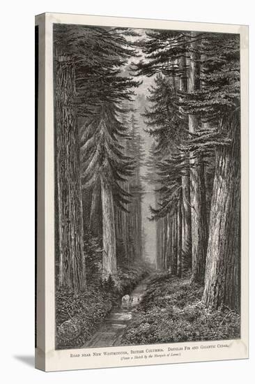 Douglas Firs and Gigantic Cedar-null-Stretched Canvas