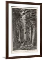 Douglas Firs and Gigantic Cedar-null-Framed Art Print