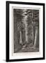 Douglas Firs and Gigantic Cedar-null-Framed Art Print