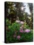 Douglas Firs and Rhododendrons-Steve Terrill-Stretched Canvas