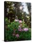 Douglas Firs and Rhododendrons-Steve Terrill-Stretched Canvas