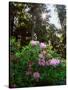 Douglas Firs and Rhododendrons-Steve Terrill-Stretched Canvas