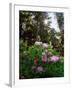 Douglas Firs and Rhododendrons-Steve Terrill-Framed Premium Photographic Print